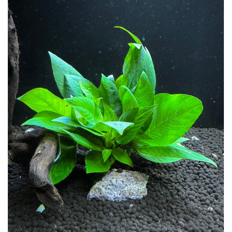Hygrophila Corymbosa "Compacta"
