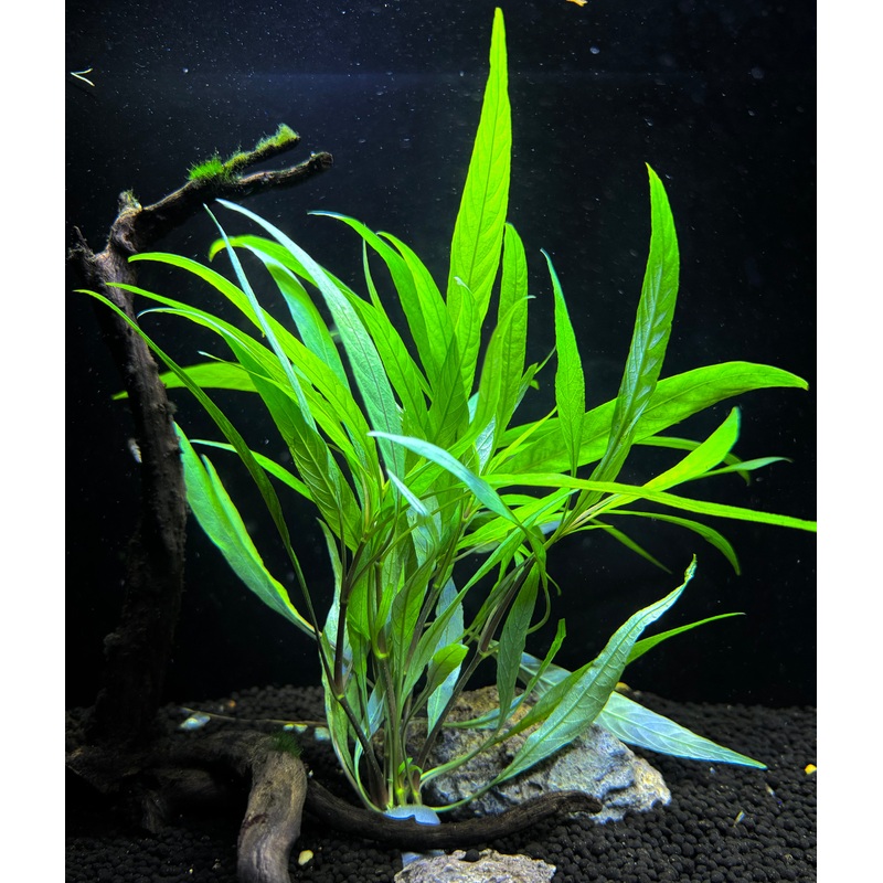 Hygrophila Lacustris Plant