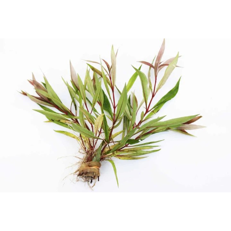 Hygrophila Stricta Premium