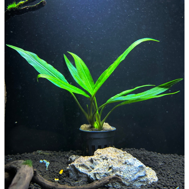 Lagenandra Thwaitesii