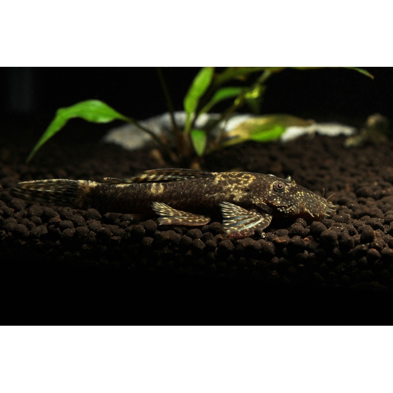 Lemon Drop Ancistrus
