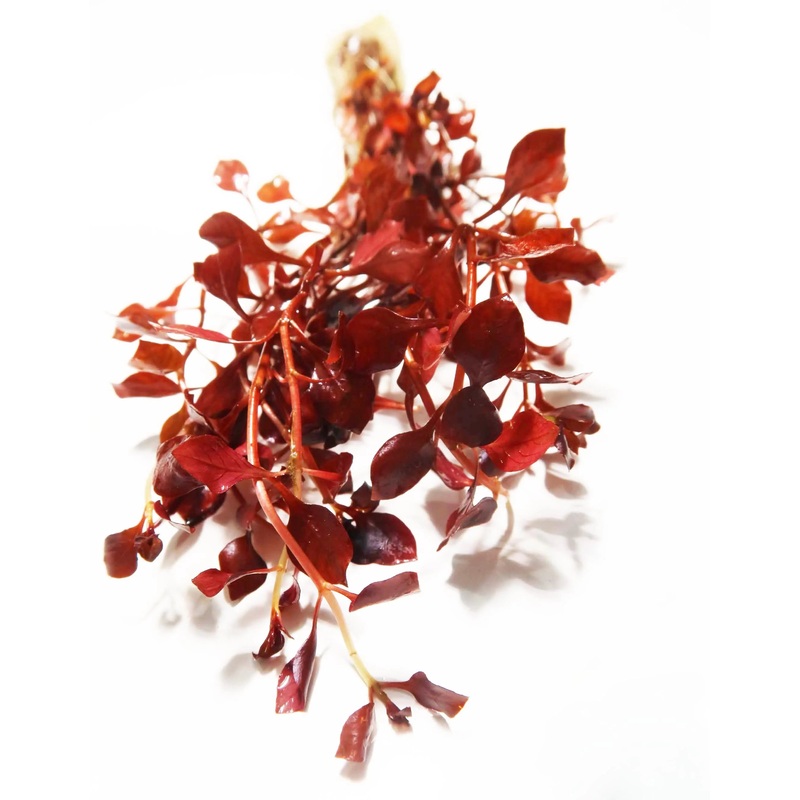 Ludwigia Palustris "Triple Red"
