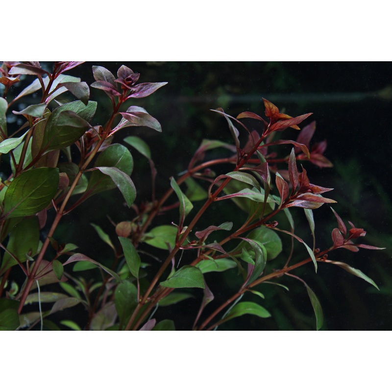 Ludwigia  "Super Red" Mini