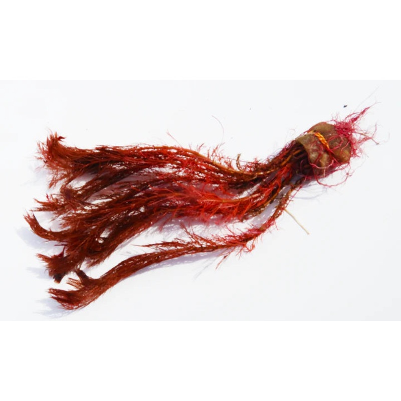 Myriophyllum Tuberculatum Premium