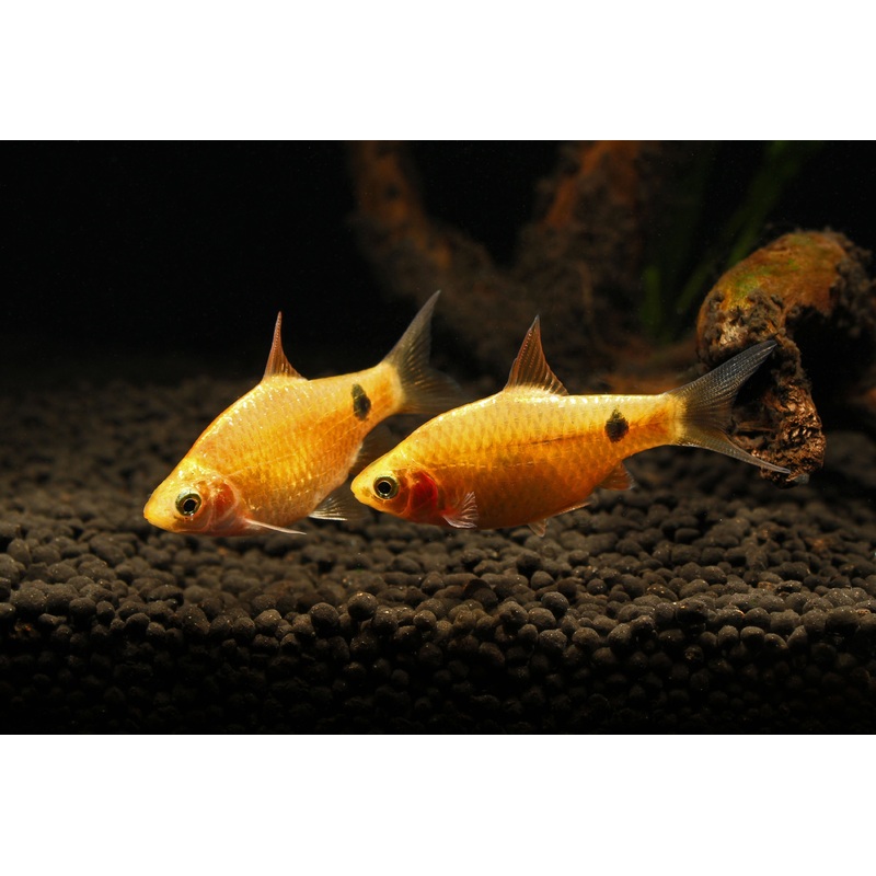 Neon Rosy Barb