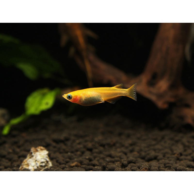 Oryzias Latipes Var. Medaka "Yo Kihi Red"