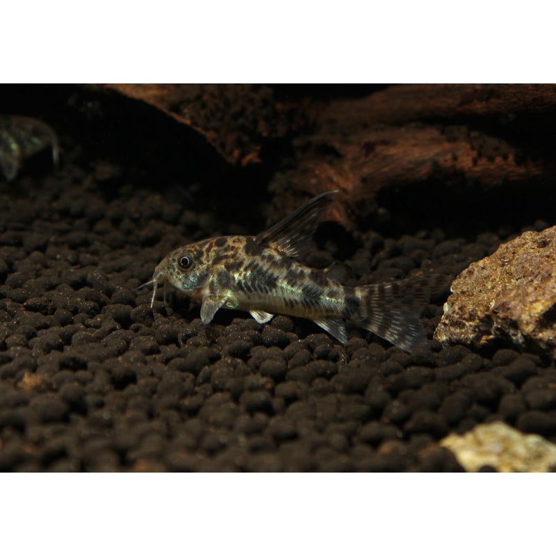 Pepper Corydoras Catfish Longfin