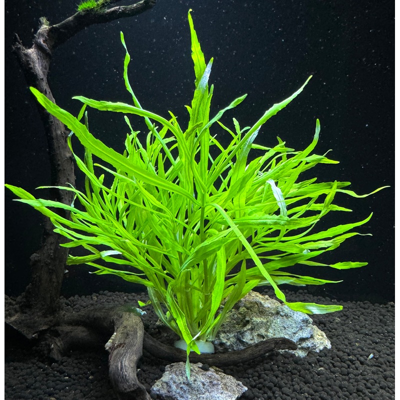 Pogostemon Stellatus 'Octopus' Plant