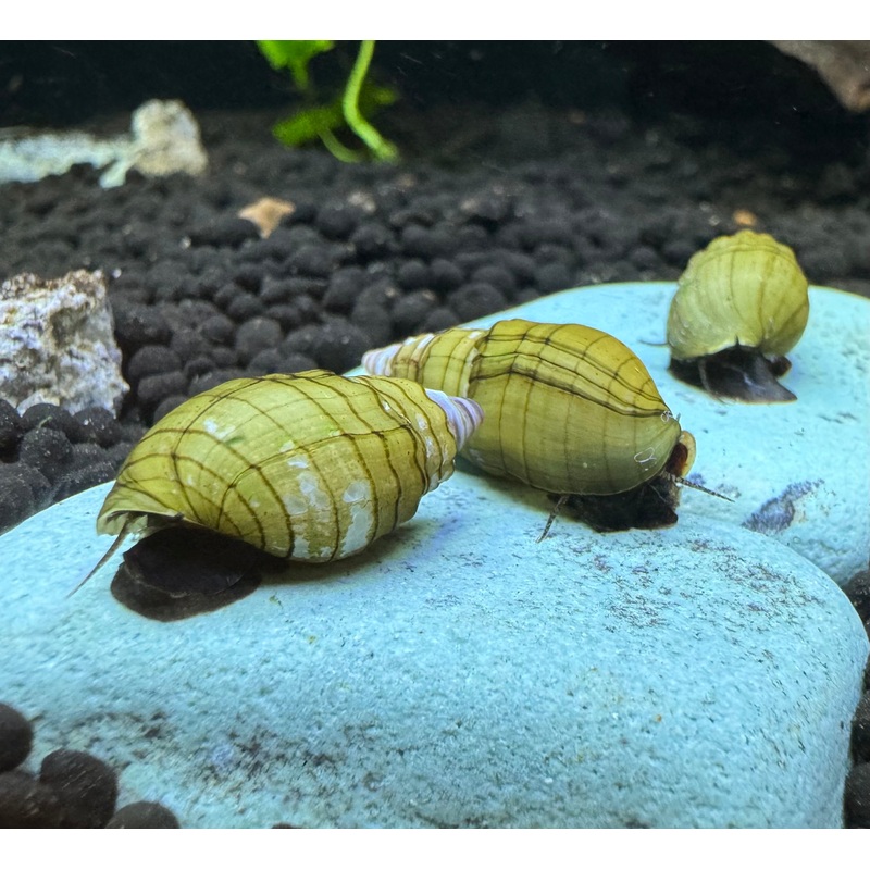 Prambanan Snail