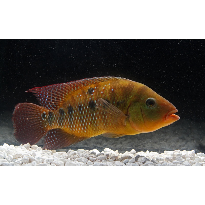 Red Terror Cichlid