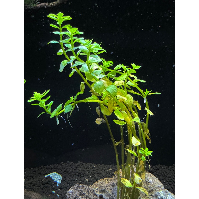 Rotala Fujian Plant