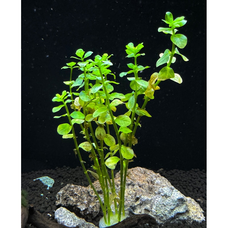 Rotala Green Plant
