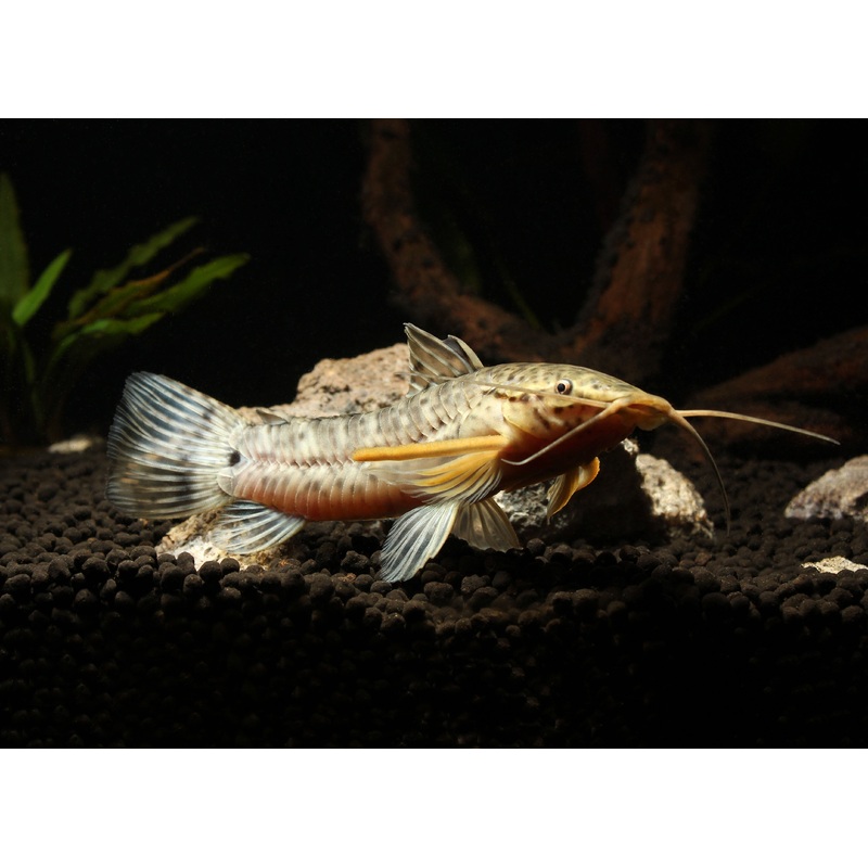 Tail Bar Hoplo Catfish