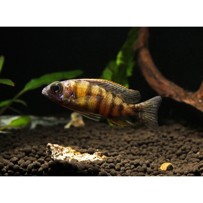 Taiwan Reef Small Cichlid