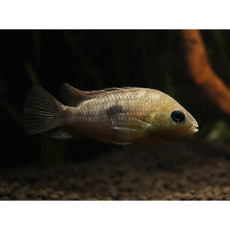 Topaz Cichlid