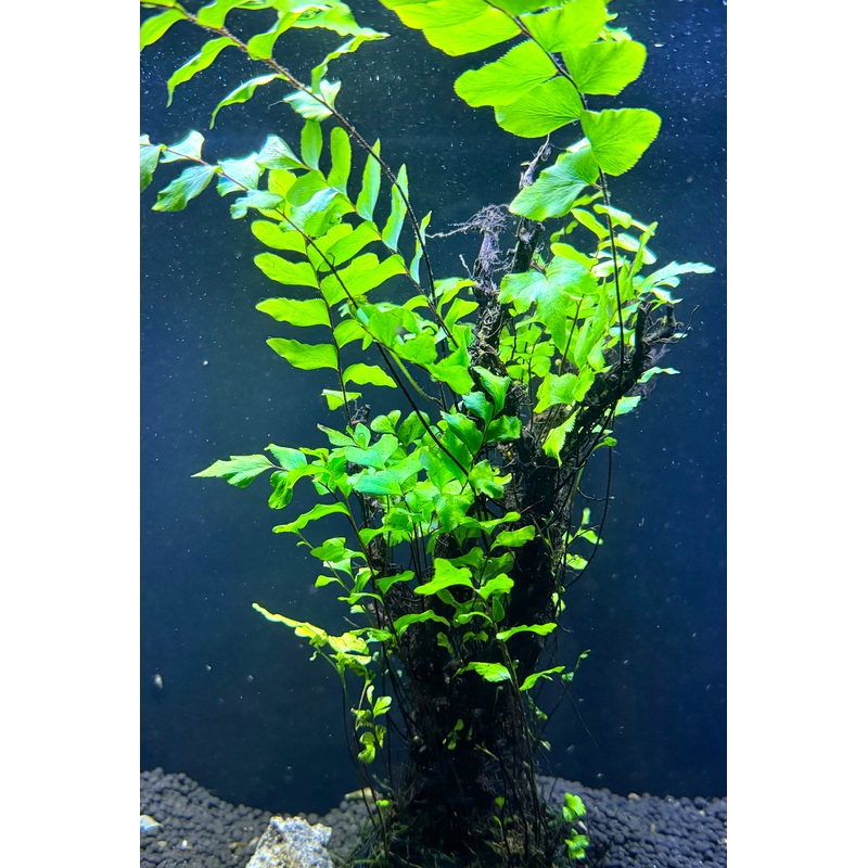 Adiantum Philippense with Vesicularia dubyana