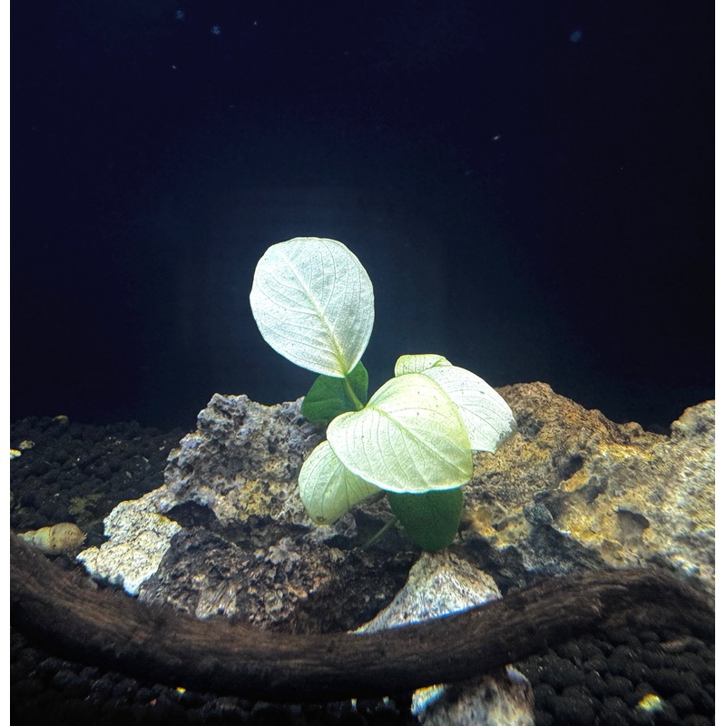 Anubias Barteri 'Broad White' on Rock