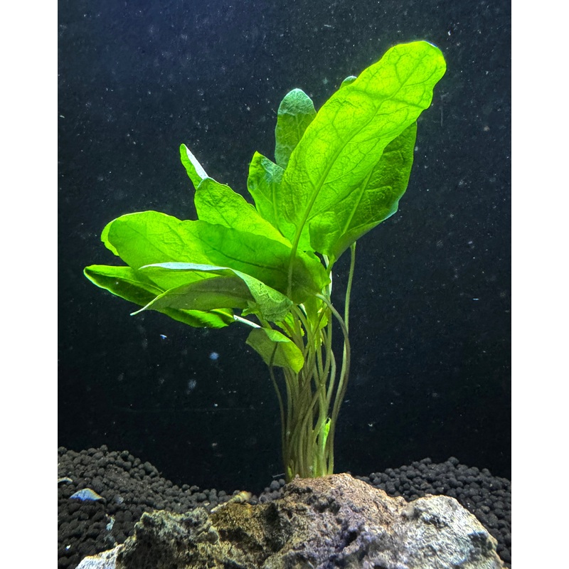 Armoracia aquatica