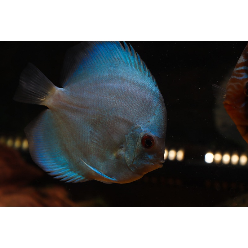 Assorted Discus Fish