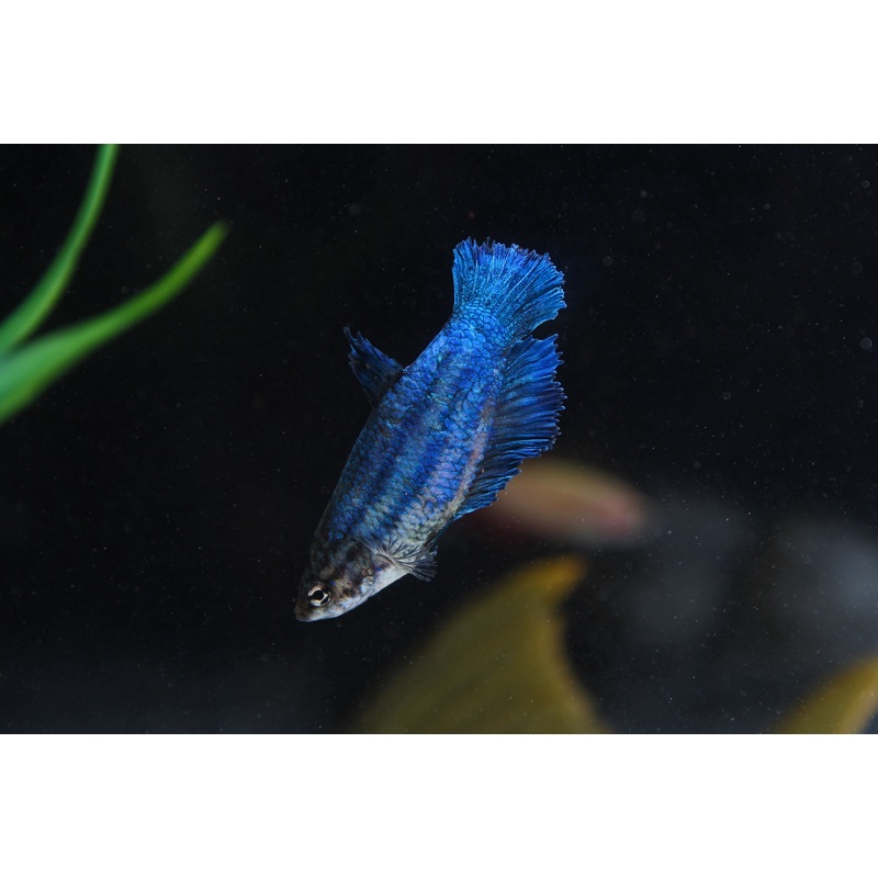 Assorted Female Betta Fish