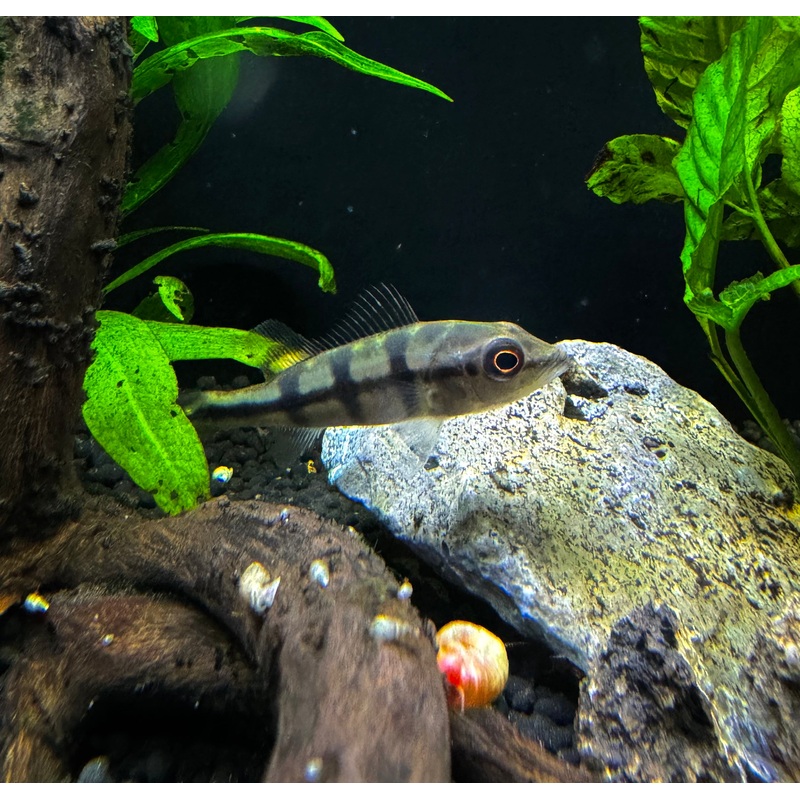 Azul Peacock Bass