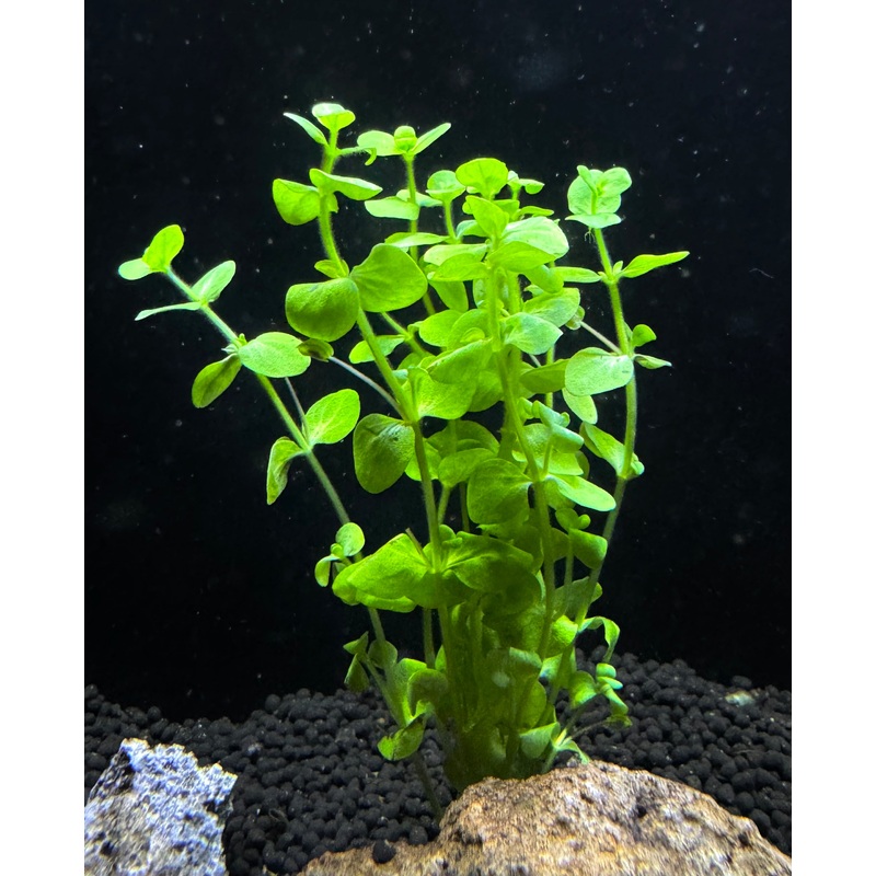 Bacopa Australis