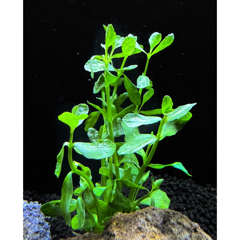 Bacopa monnieri variegatus