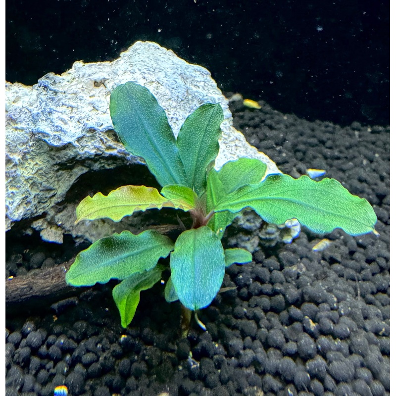 Bucephalandra Artemis
