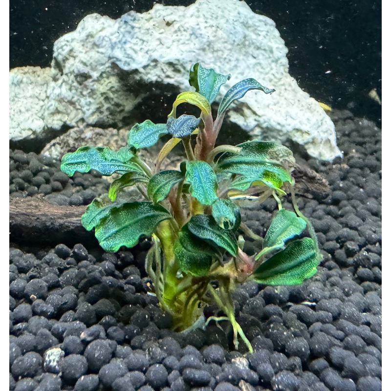 Bucephalandra Dark Phantom Plant