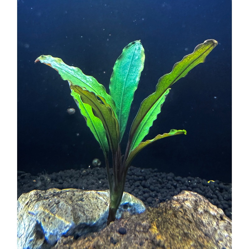 Bucephalandra 'Green Jade'