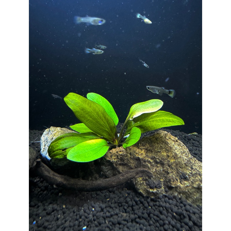 Echinoderms 'Big Bear'