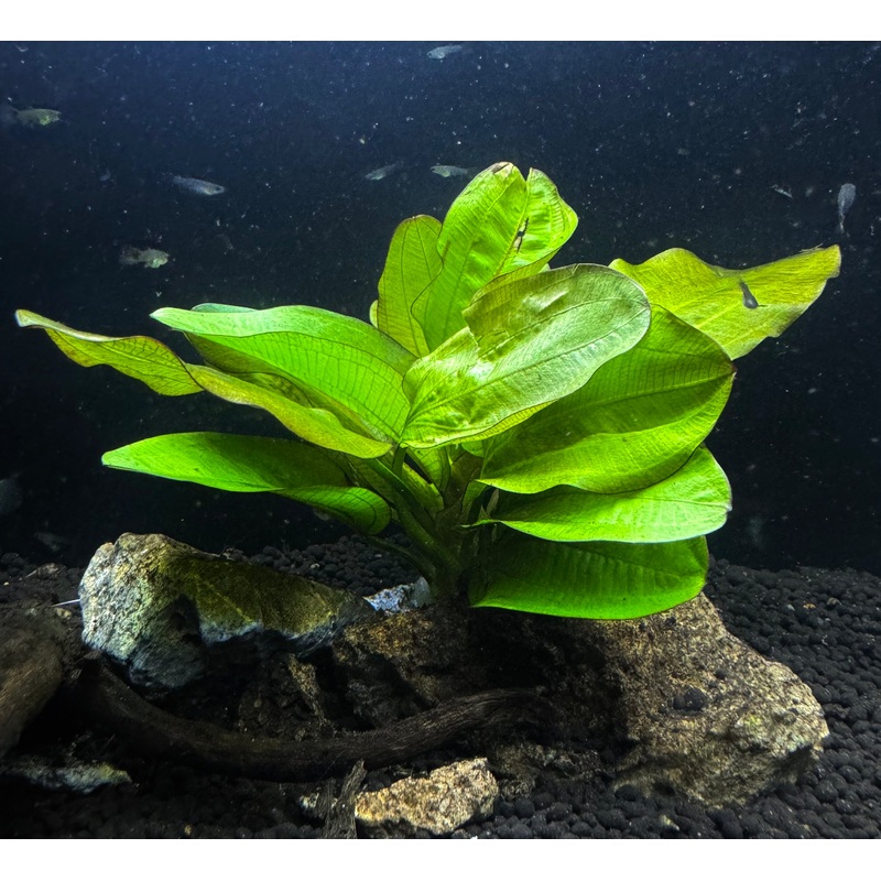 Echinodorus 'Fancy Twist'
