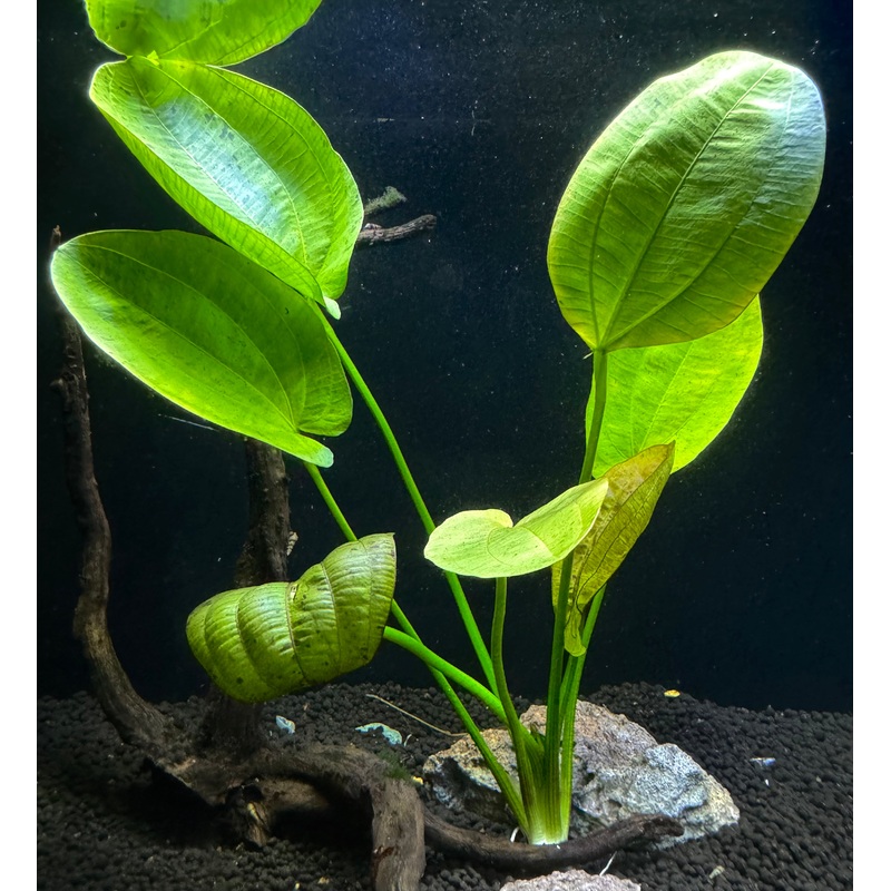 Echinodorus Horizontalis Variegated Plant