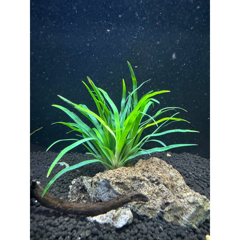 Eriocaulon 'Vietnam'