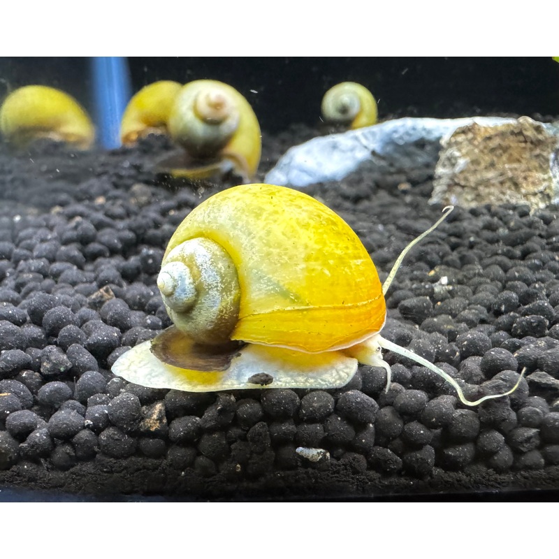 Golden Apple Snail