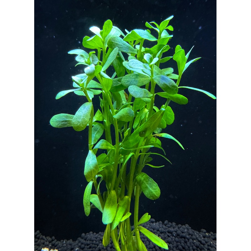 Hedyotis salzmannii