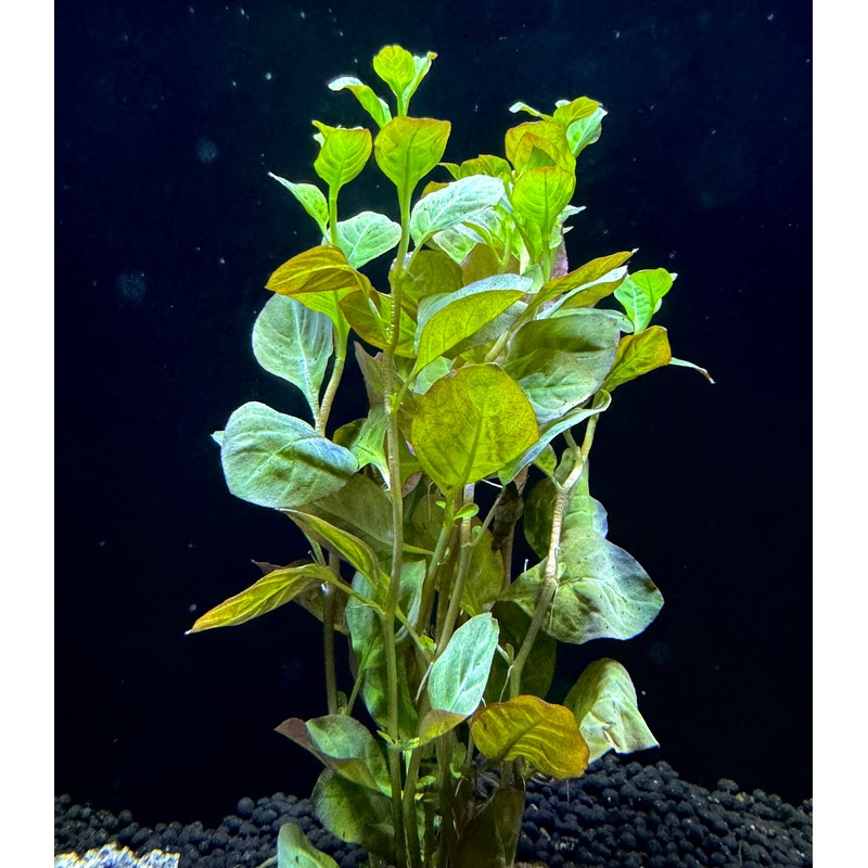 Ludwigia Ovalis