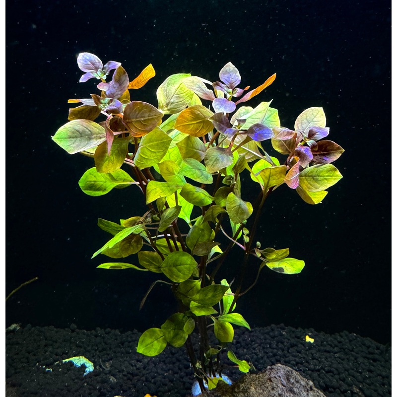 Ludwigia Palustris 'Super Red'