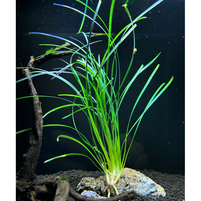 Mondo Grass Ophiopogon Japonica Plant