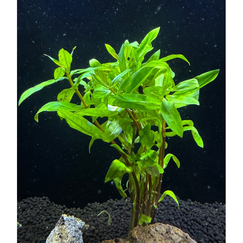 Nesaea crassicaulis
