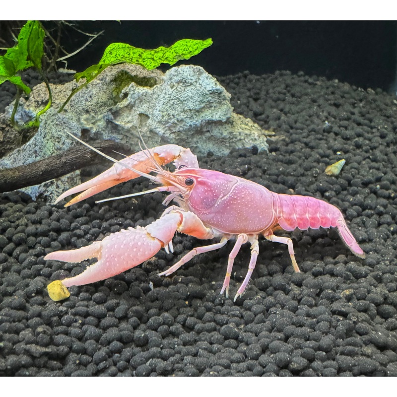 Pink Crayfish