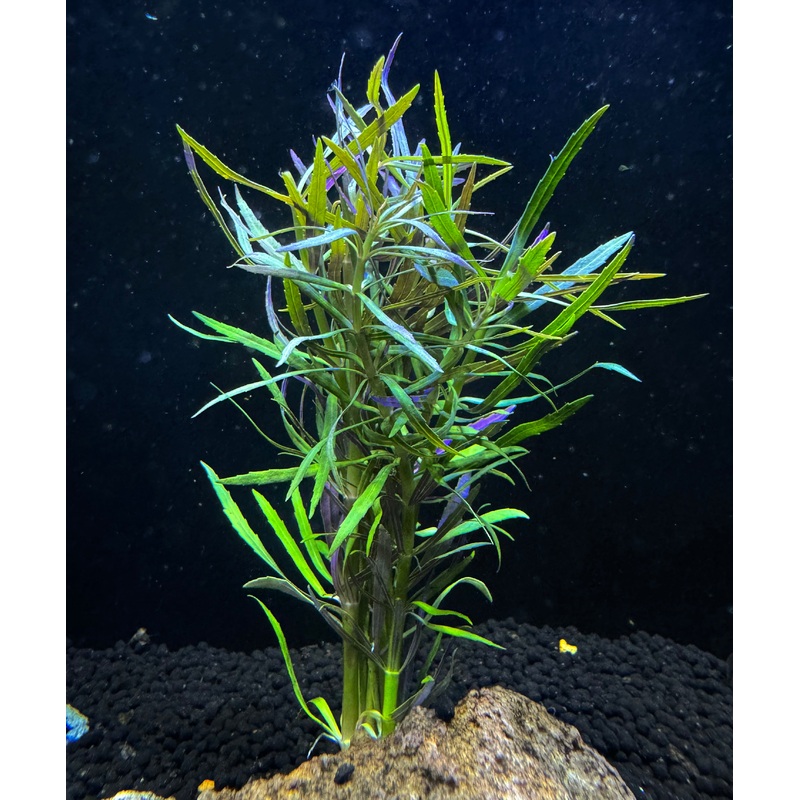 Pogostemon Stellatus 'Eustralis'