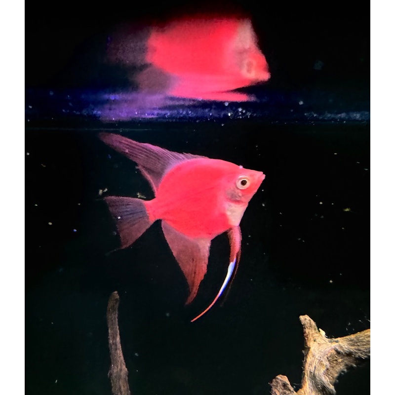 Red Glofish Angelfish