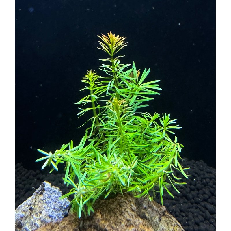 Rotala bossii