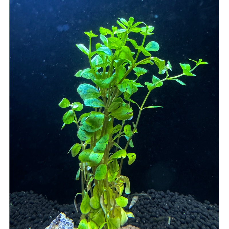 Rotala ceylon