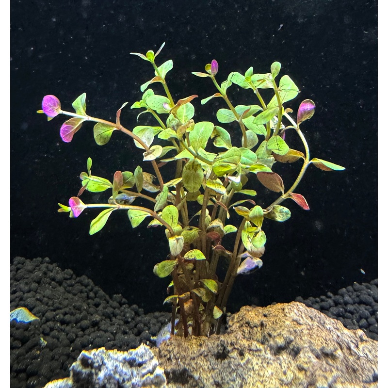 Rotala HRA