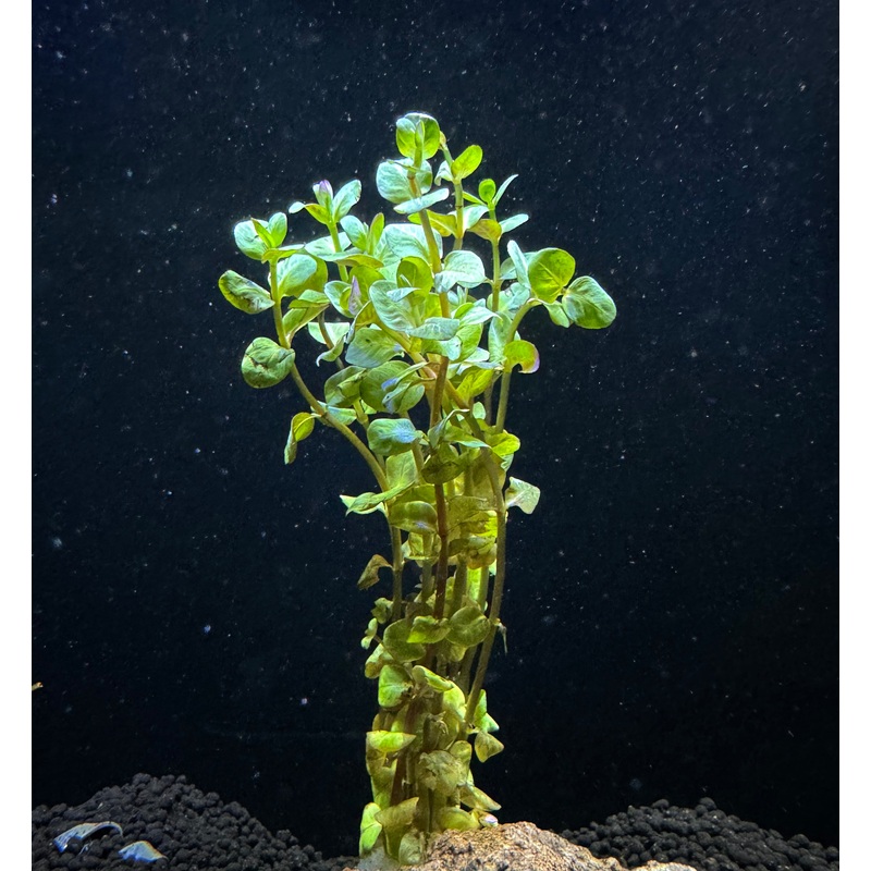 Rotala Macrandra Mini Pink