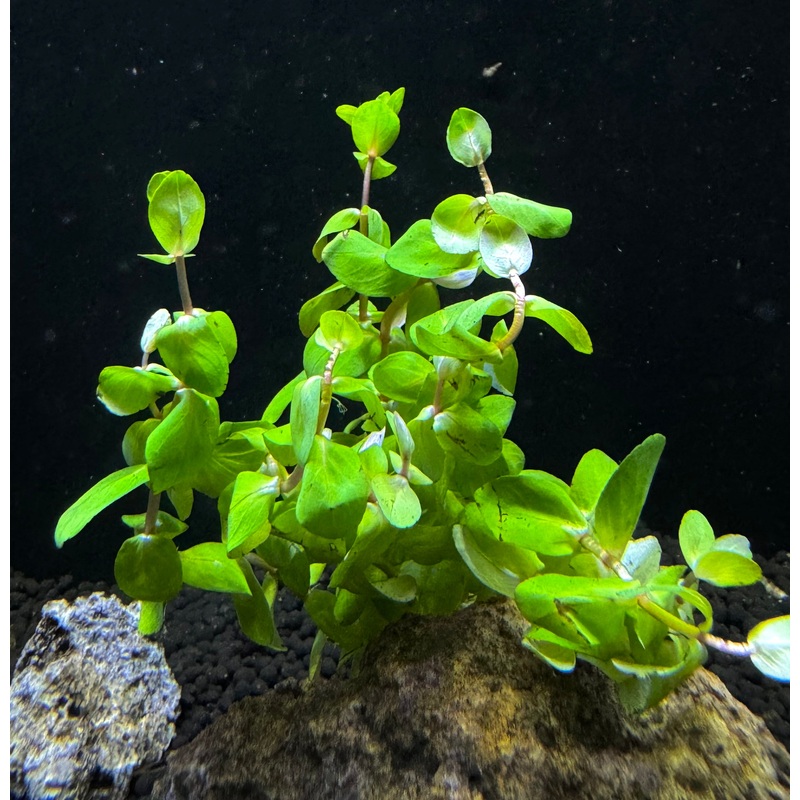 Rotala Macrandra Mini Red