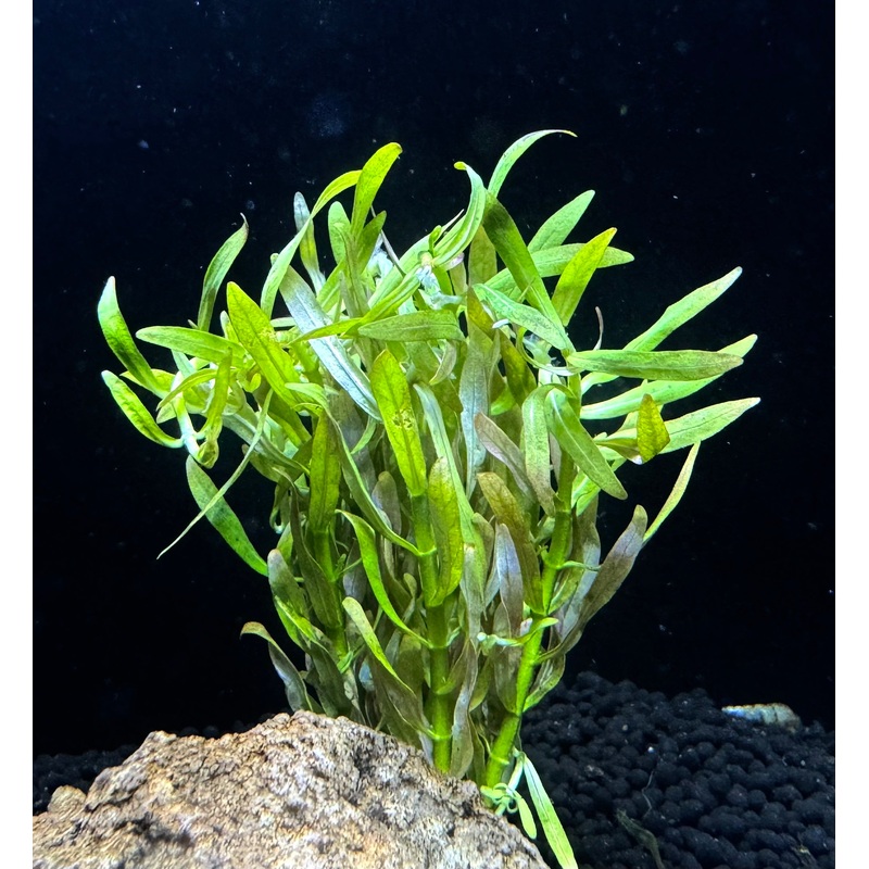 Rotala Red Cross