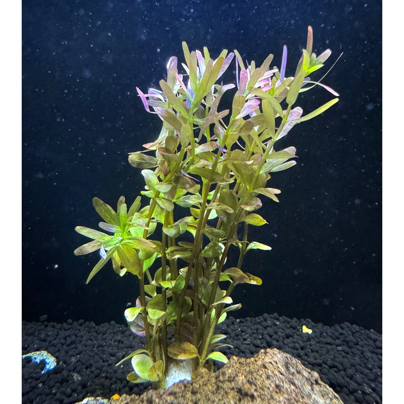 Rotala Rotundifolia 'Vietnam'